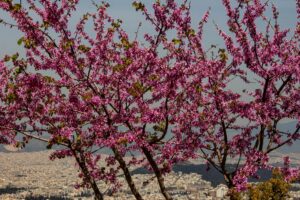 Athens in May 2026: The Best Month to Visit?