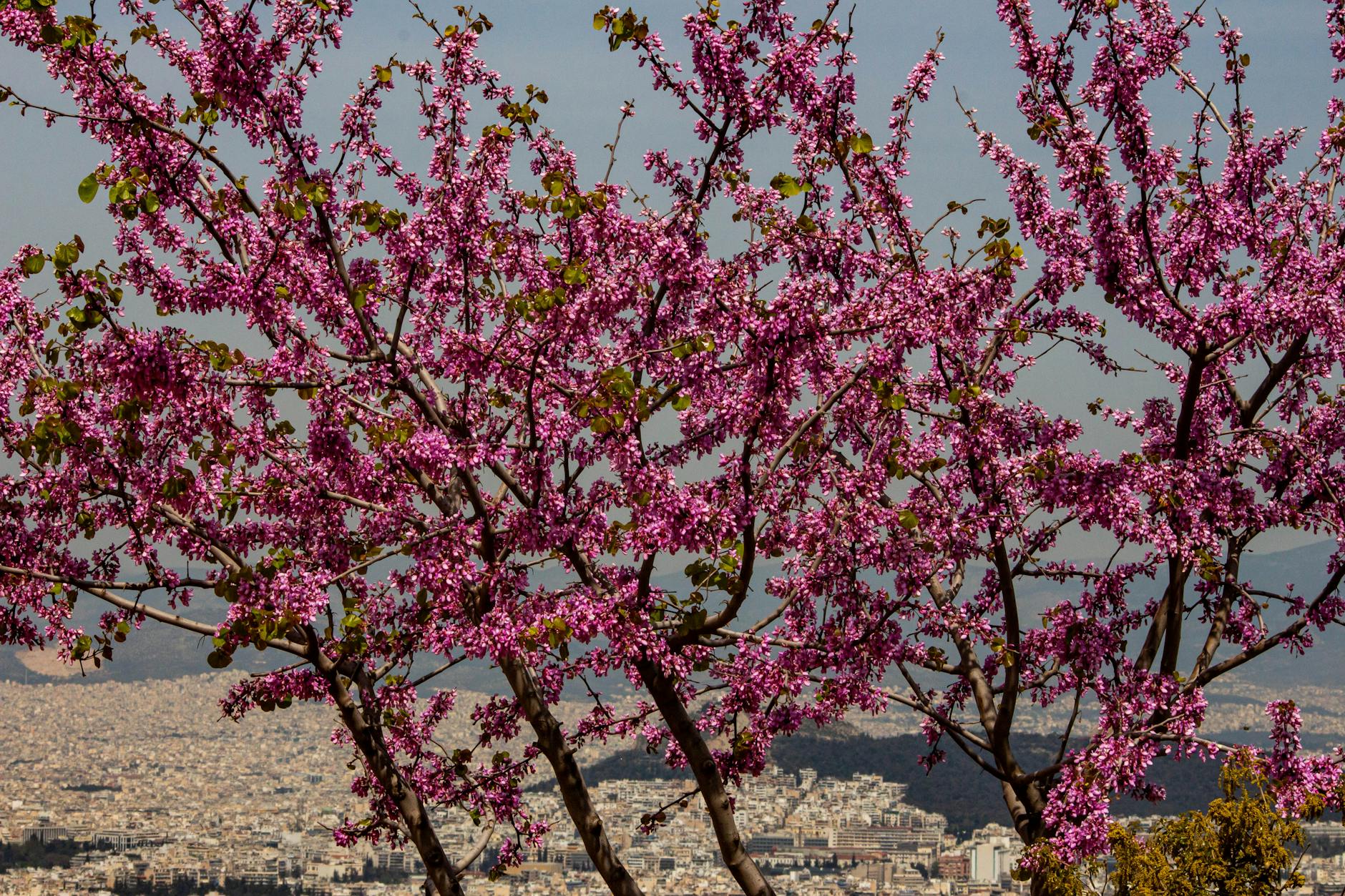 Athens in May 2026: The Best Month to Visit?